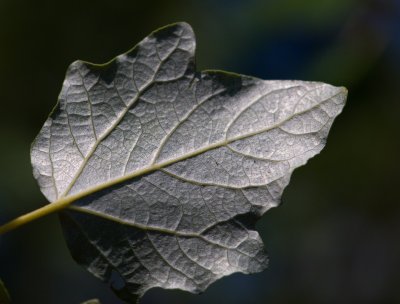 Populus alba - topol bílý - list spodní strana